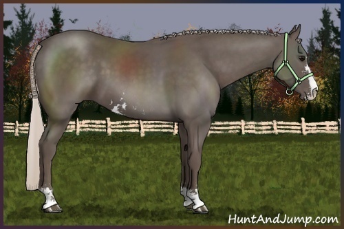 Horse Color:Silver Black Sabino Rabicano 