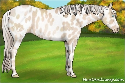 Horse Color:White Spotted Chocolate Palomino Pearl Varnish 