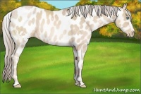Horse Color:White Spotted Chocolate Palomino Pearl Varnish 