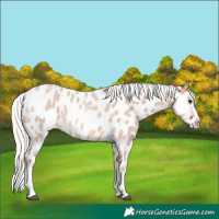 Horse Color:Chocolate Silver Brown Roan Dun Splash Appaloosa Rabicano 