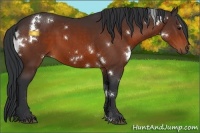 Horse Color:White Spotted Bay 