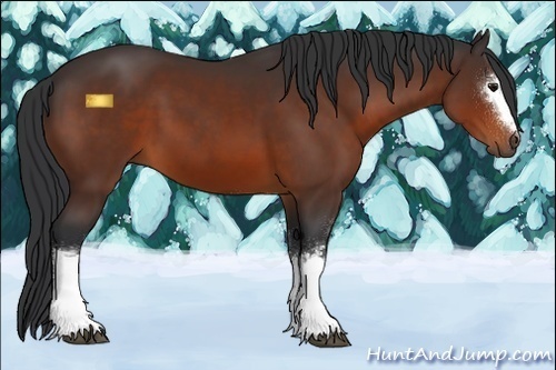 Horse Color:White Spotted Bay