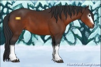 Horse Color:White Spotted Bay 