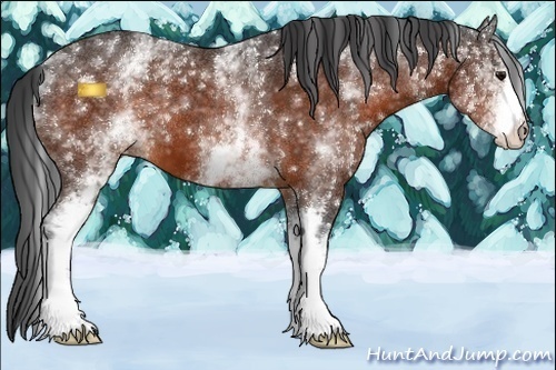 Horse Color:White Spotted Bay 