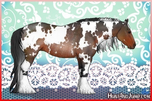 Horse Color:White Spotted Brown Rabicano
