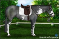 Horse Color:Black Sabino Rabicano 