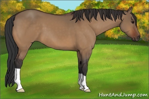 Horse Color:Bay Dun
