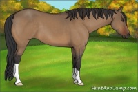 Horse Color:Bay Dun 