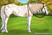 Horse Color:Silver Sable Champagne Splash Appaloosa 