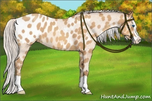 Horse Color:Silver Amber Champagne Splash Appaloosa 