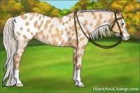 Horse Color:Silver Amber Champagne Splash Appaloosa 