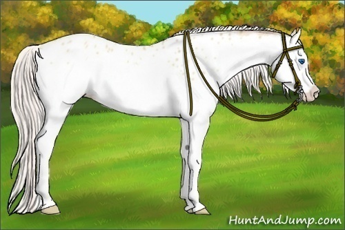 Horse Color:Silver Amber Champagne Dun Splash Appaloosa 