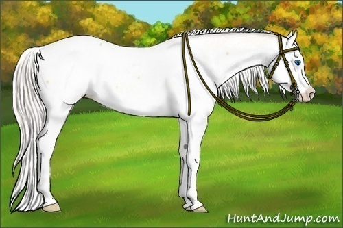 Horse Color:Silver Amber Champagne Splash Appaloosa