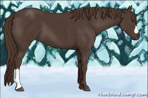 Horse Color:Liver Chestnut 
