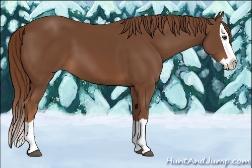 Horse Color:Chestnut Splash