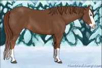 Horse Color:Chestnut Splash 