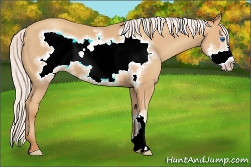 Horse Color:Silver Amber Champagne Frame
