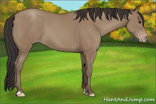 Horse Color:Classic Champagne 