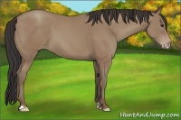 Horse Color:Classic Champagne 
