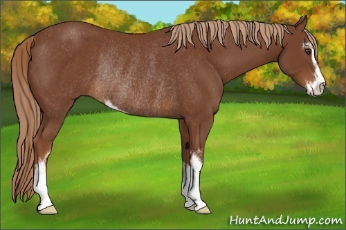 Horse Color:Chestnut Sabino Rabicano
