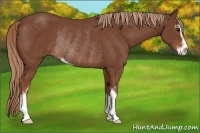Horse Color:Chestnut Sabino Rabicano 