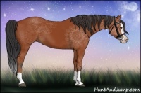 Horse Color:Bay Splash 