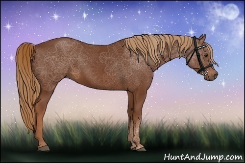 Horse Color:Chestnut Rabicano