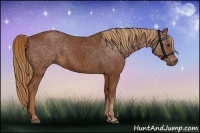 Horse Color:Chestnut Rabicano 