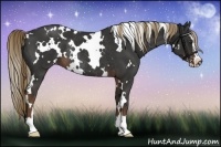 Horse Color:White Spotted Liver Chestnut Sabino Rabicano
