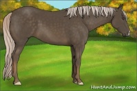 Horse Color:Chocolate Palomino 