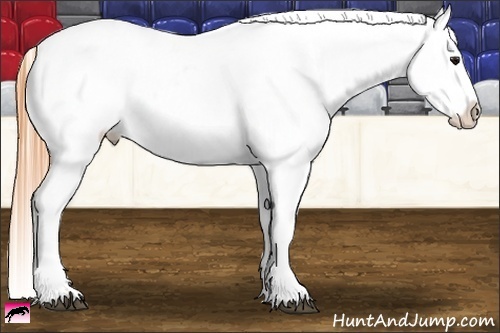 Horse Color:Buckskin Appaloosa 