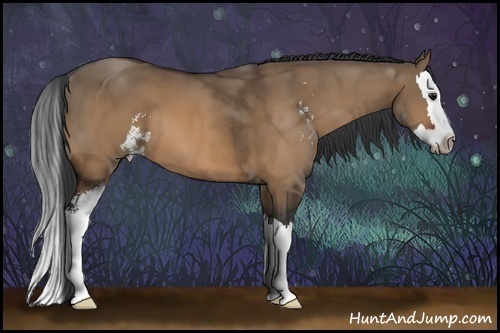 Horse Color:Bay Dun Sabino Splash 