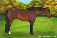 Horse Color:Bay Sabino 