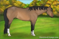 Horse Color:Bay Dun