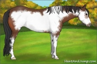 Horse Color:Bay Sabino Frame