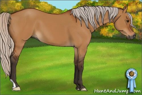 Horse Color:Gray Silver Bay Dun 