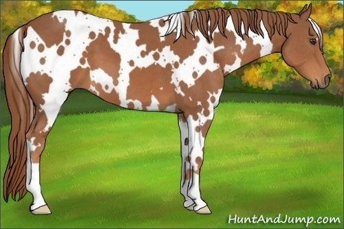 Horse Color:White Spotted Chestnut 