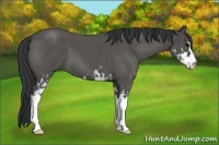 Horse Color:Blue Roan Sabino