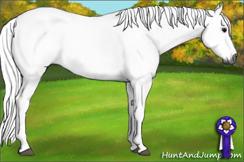 Horse Color:Gray Silver Grullo 