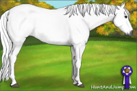 Horse Color:Gray Silver Grullo