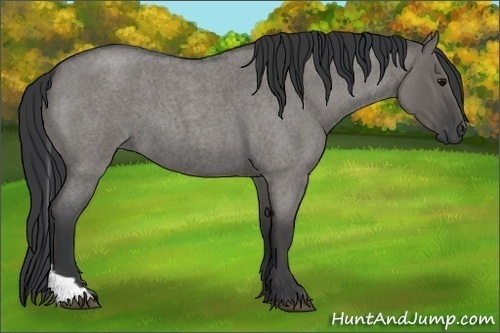 Horse Color:Grullo Roan Tobiano