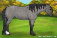 Horse Color:Grullo Roan Tobiano