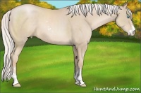 Horse Color:Silver Smoky Black Pearl Sabino 