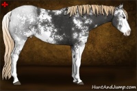 Horse Color:Liver Chestnut Sabino