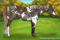 Horse Color:White Spotted Liver Chestnut 