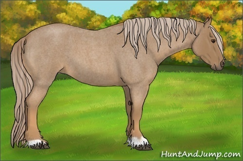 Horse Color:Palomino Roan 