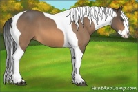 Horse Color:Buckskin Roan Splash Tobiano