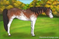 Horse Color:White Spotted Brown Varnish Rabicano 