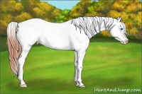 Horse Color:Amber Champagne Splash Frame Appaloosa 
