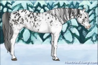 Horse Color:White Spotted Black Blanket